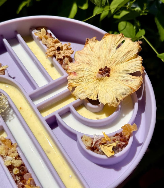 (Pre-order) Zoomies slow feeder bowl | Fig