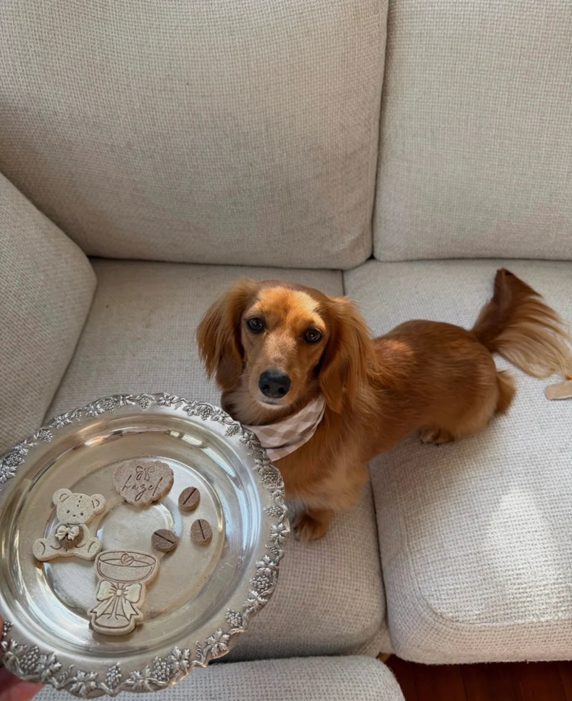 Teddy Pawtini