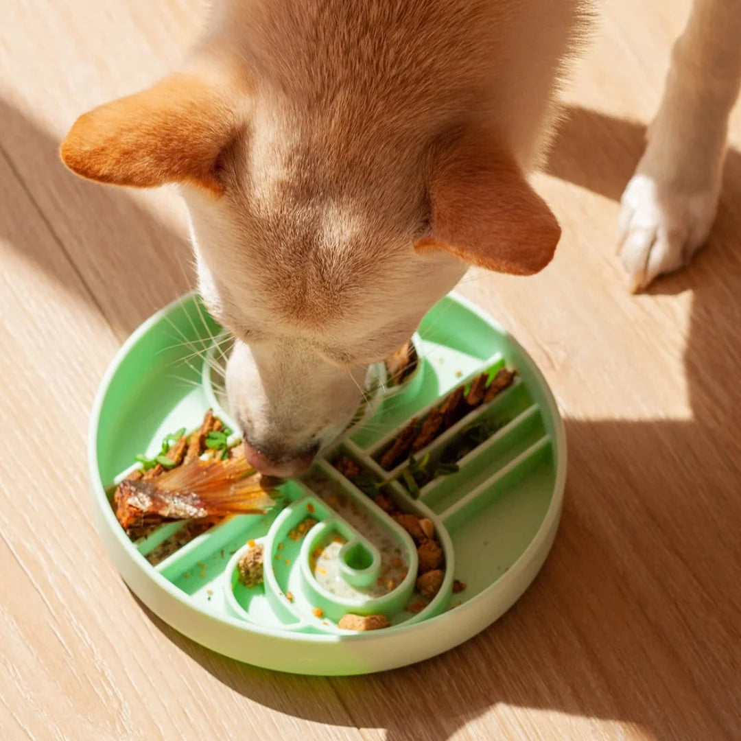 Zoomies slow feeder bowl | cucumber melon