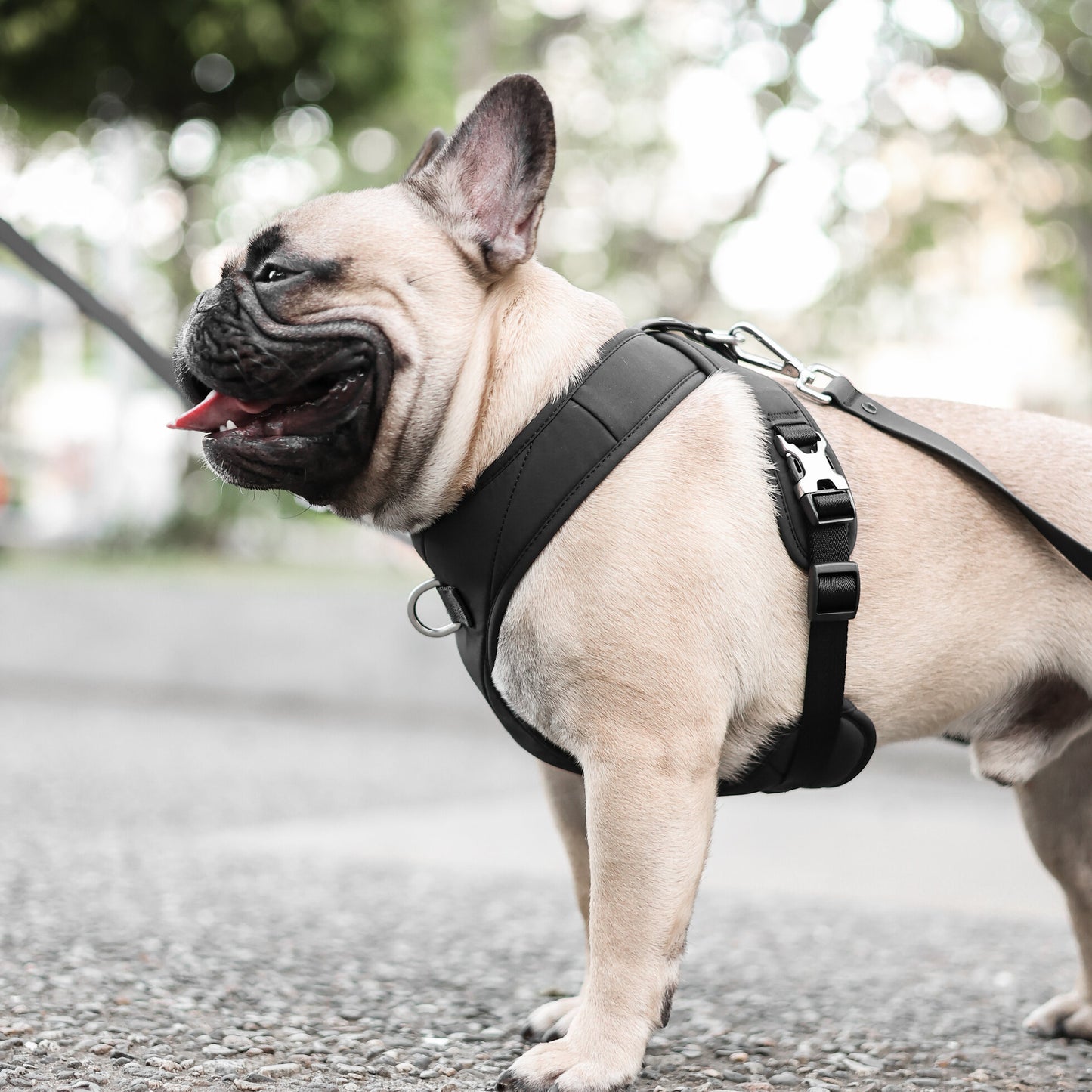 Roam Luxe Harness（黑色）（預購）