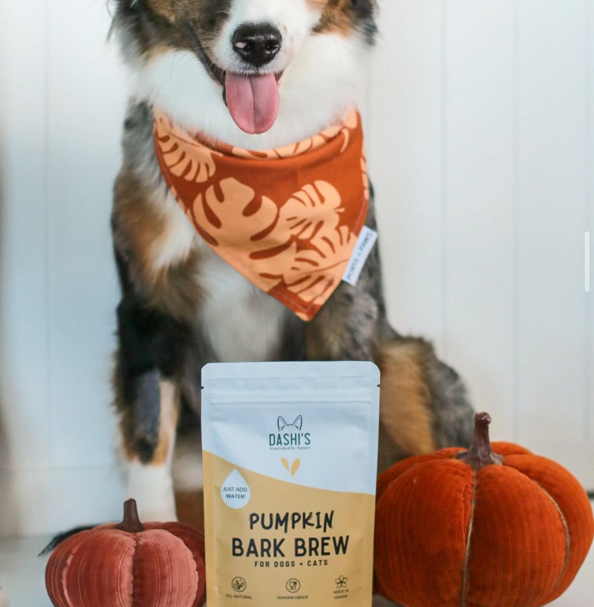 Pumpkin Bark Brew (Dogs & Cats)