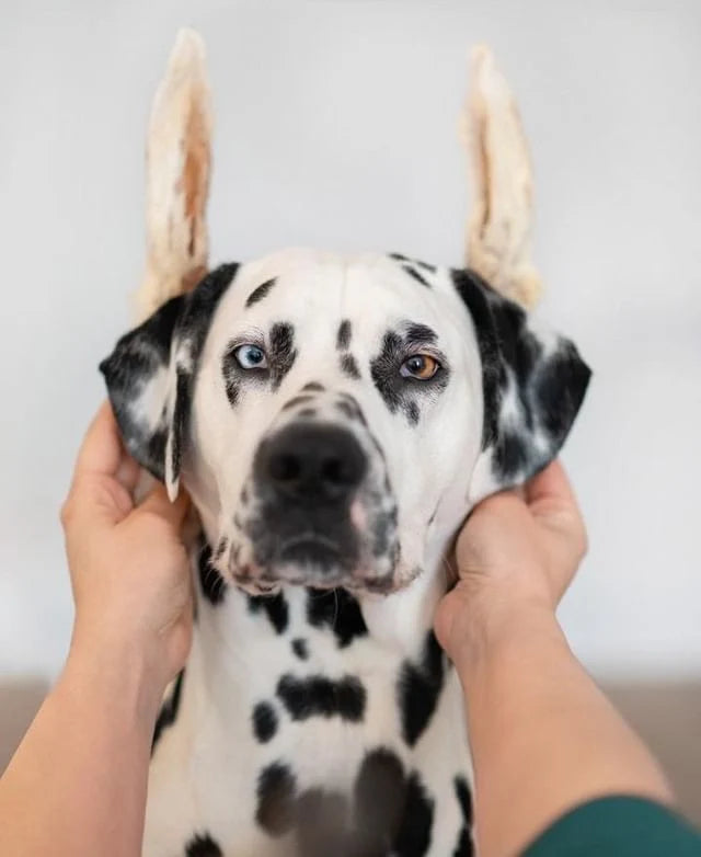 Rabbit Ears with Hair 100g
