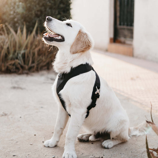 Roam Luxe Harness（黑色）（預購）