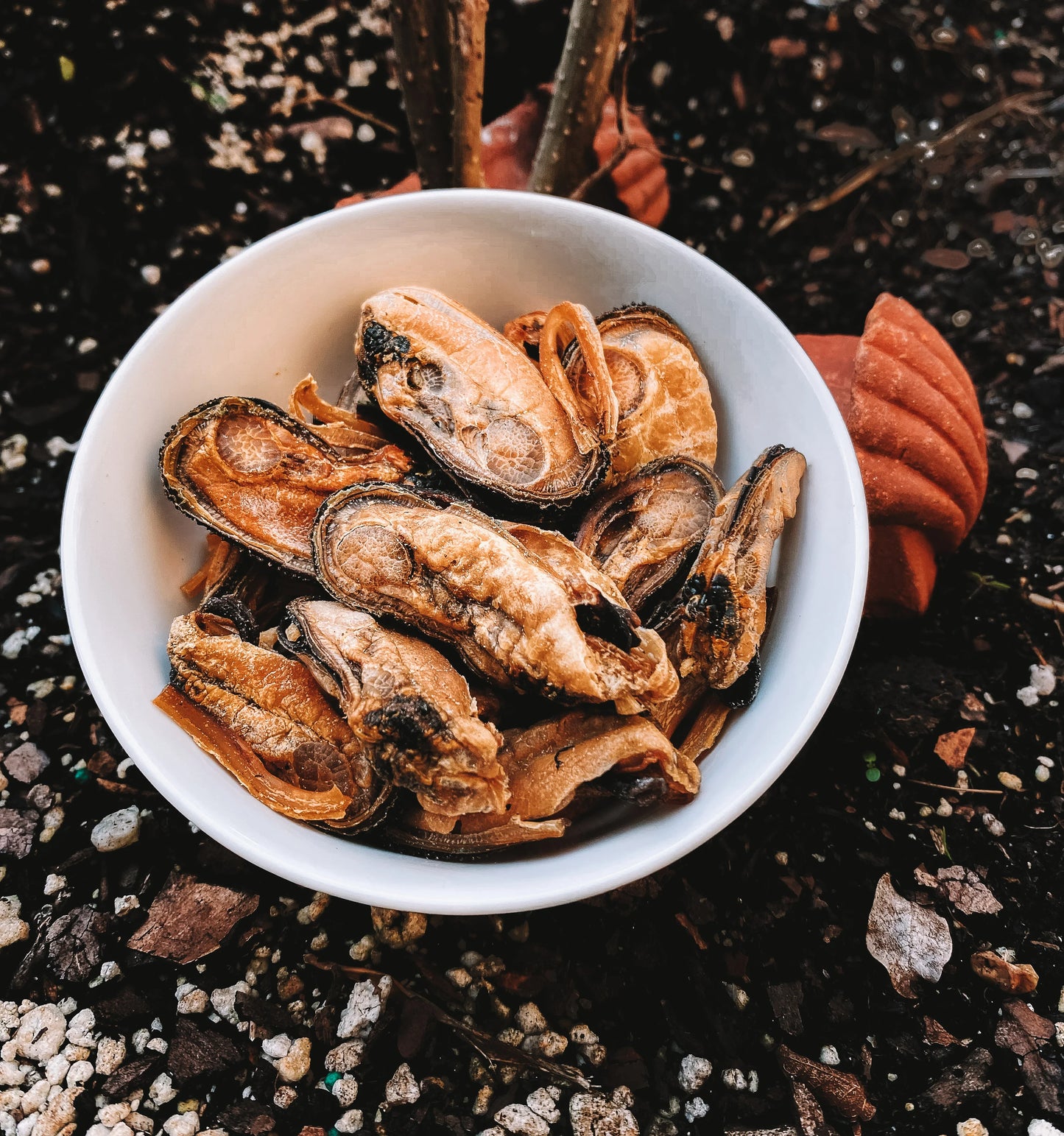 Dehydrated Green Lipped Mussels (NZ)3oz (Pre-order)