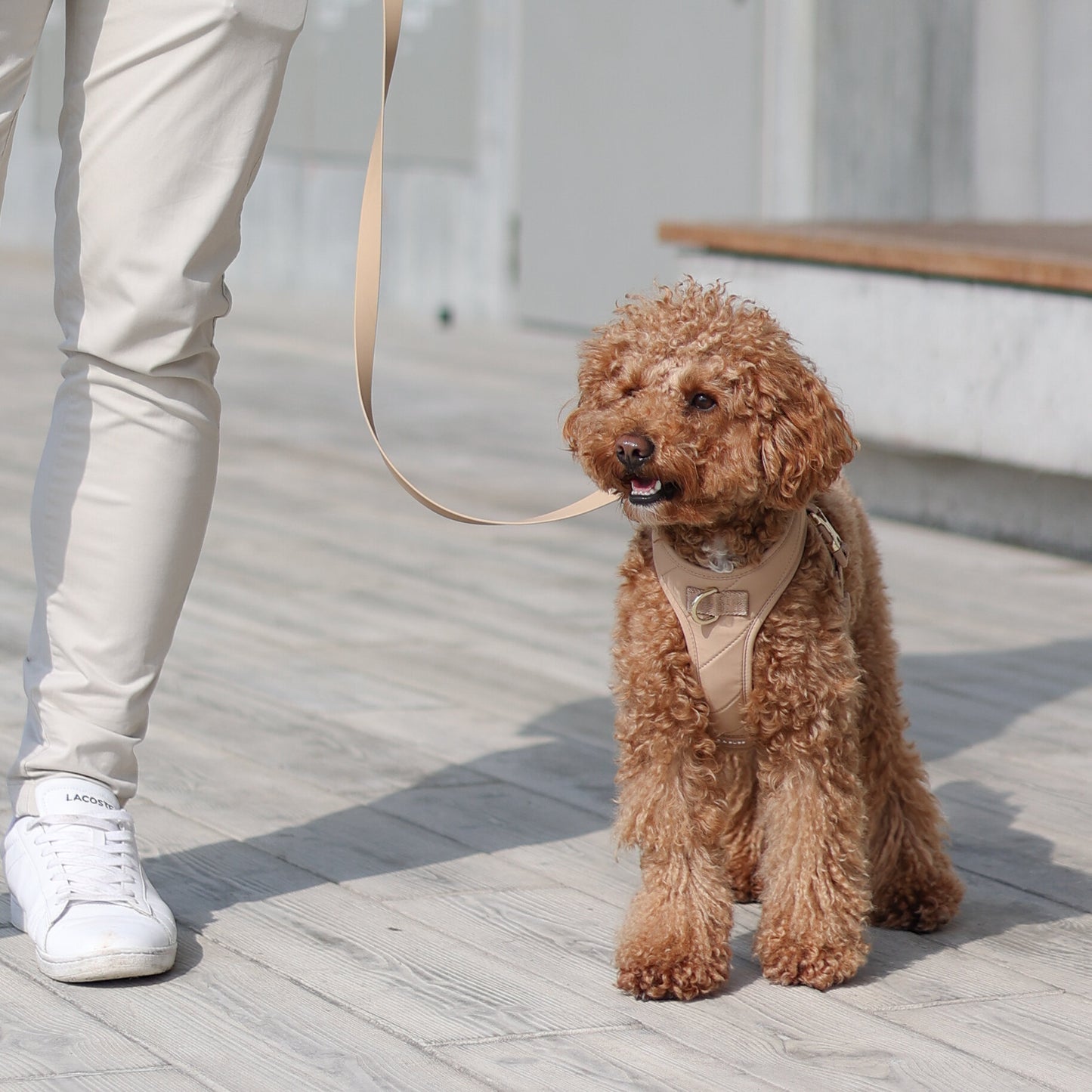 Roam Luxe Harness（杏色）（預購）