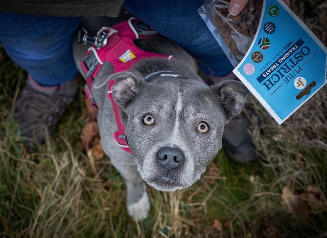 英國純鴕鳥肉訓練零食 85g