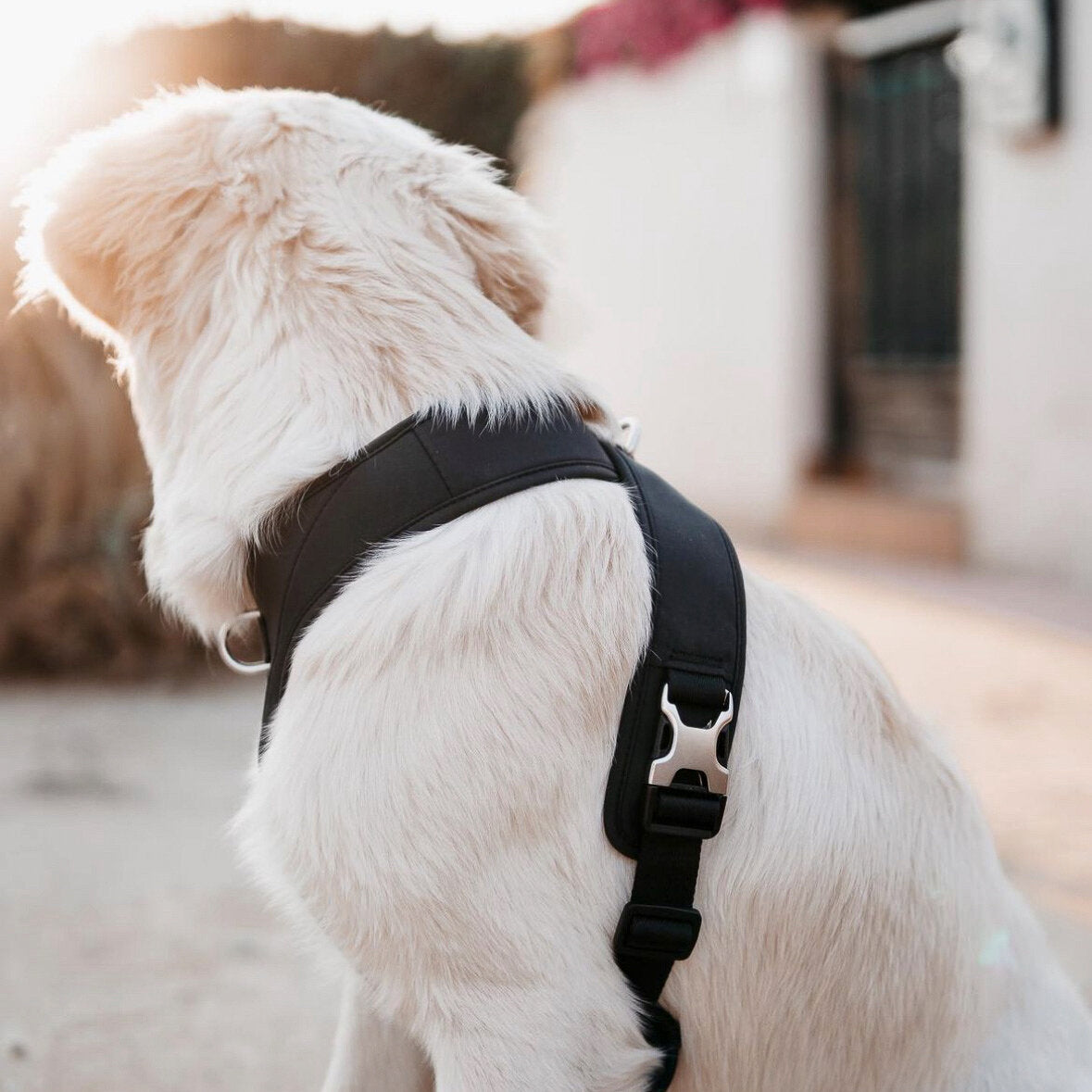 Roam Luxe Harness（黑色）（預購）